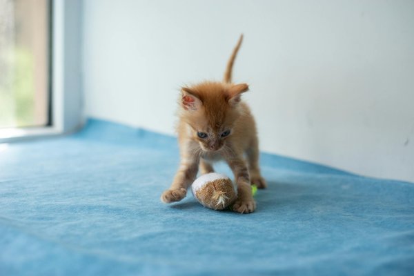 Guide des fabricants d'équipements pour le sport canin